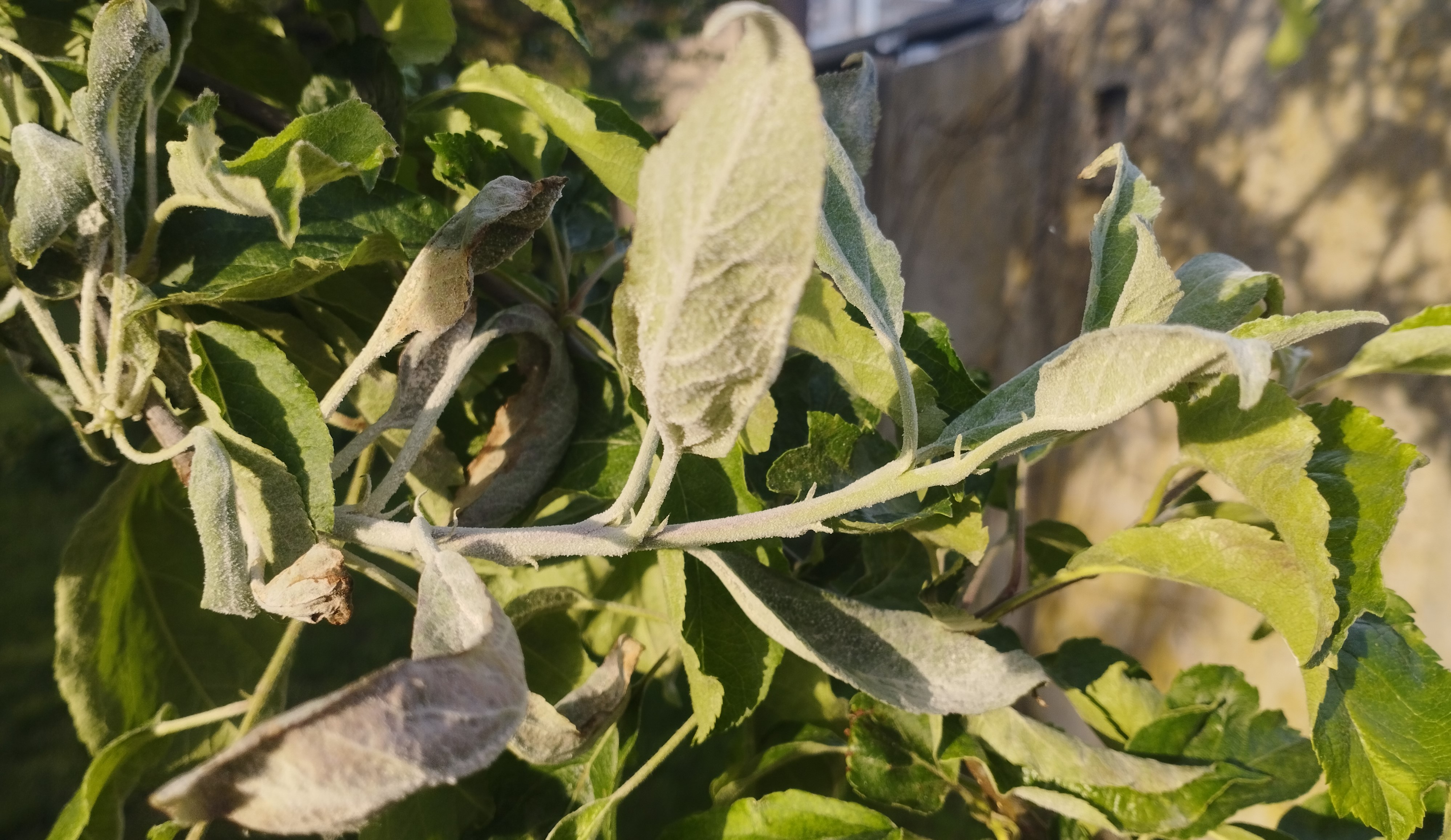 Növényvédelmi teendők – 2023. június 2. hét